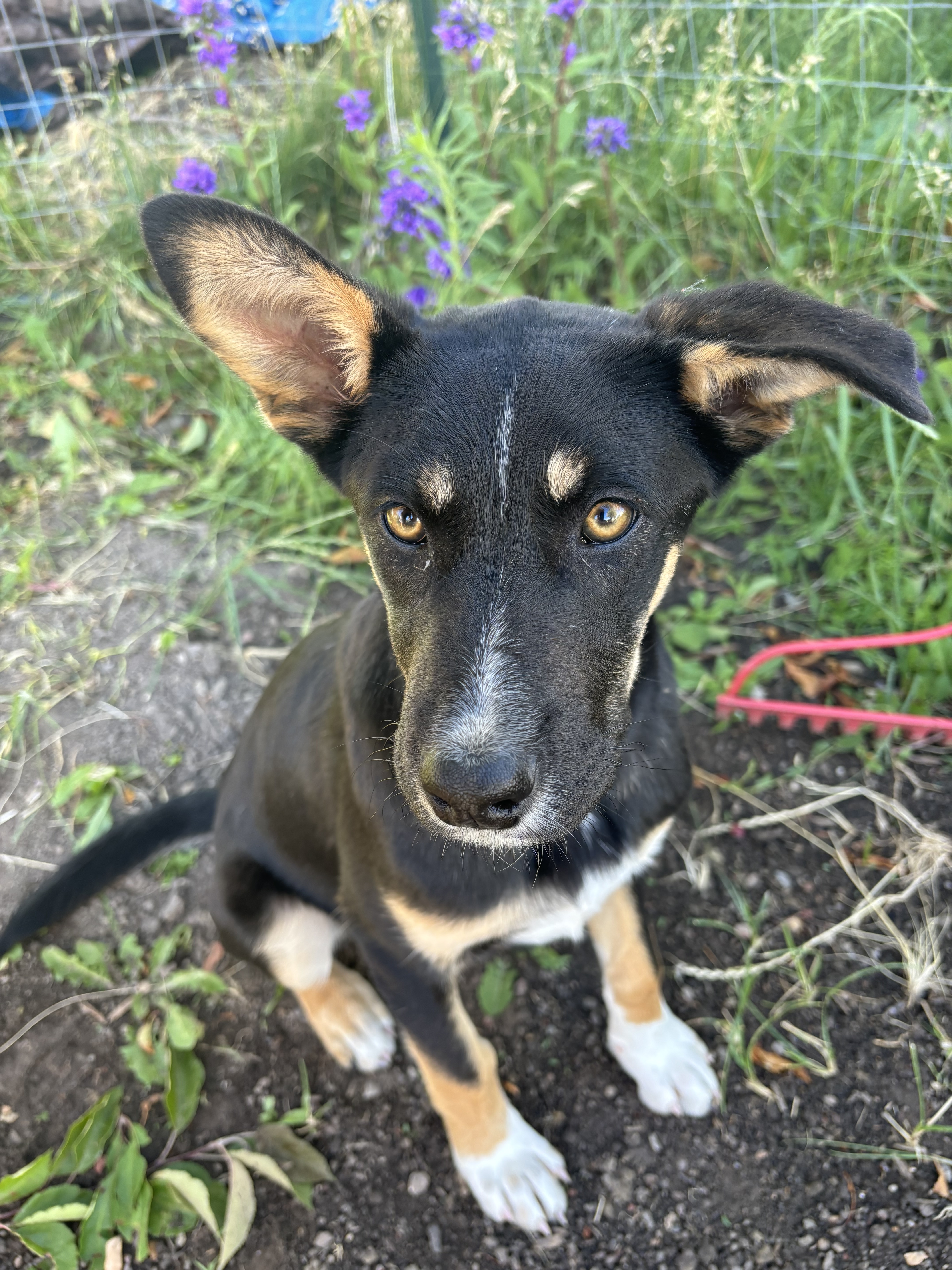 Willow, an adoptable Shepherd in Hardin, MT, 59034 | Photo Image 1