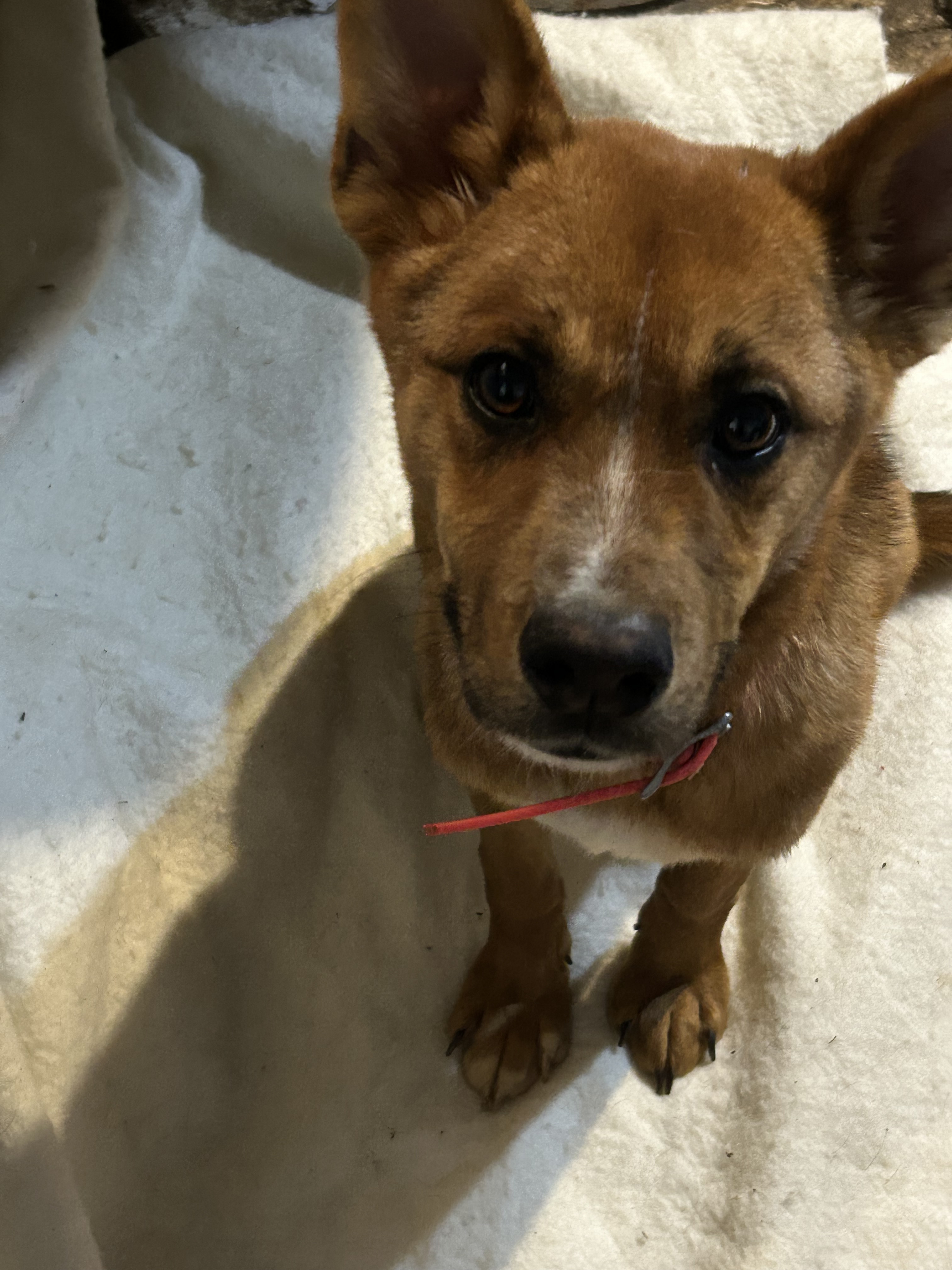 Brer, an adoptable Black Mouth Cur, Cattle Dog in Billings, MT, 59102 | Photo Image 1