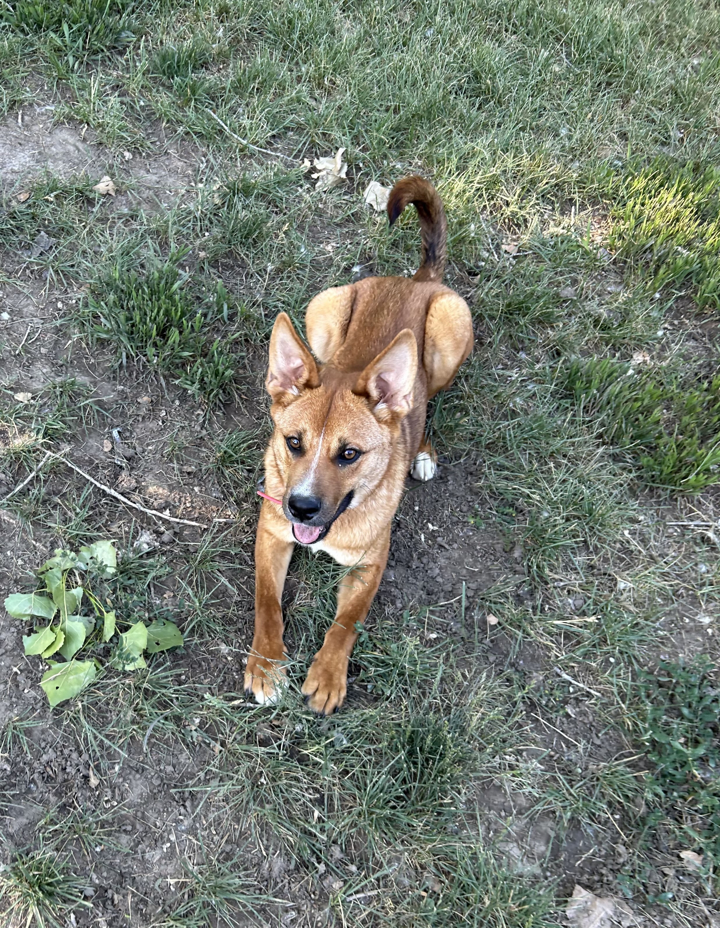 Brer, an adoptable Black Mouth Cur, Cattle Dog in Billings, MT, 59102 | Photo Image 2