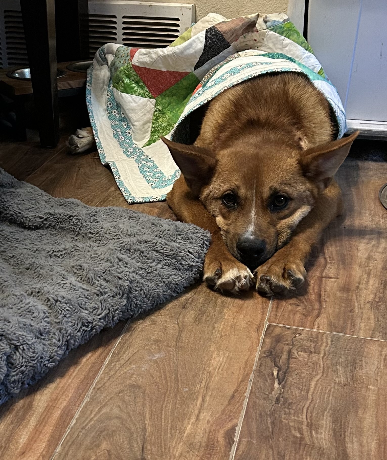 Brer, an adoptable Black Mouth Cur, Cattle Dog in Hardin, MT, 59034 | Photo Image 3