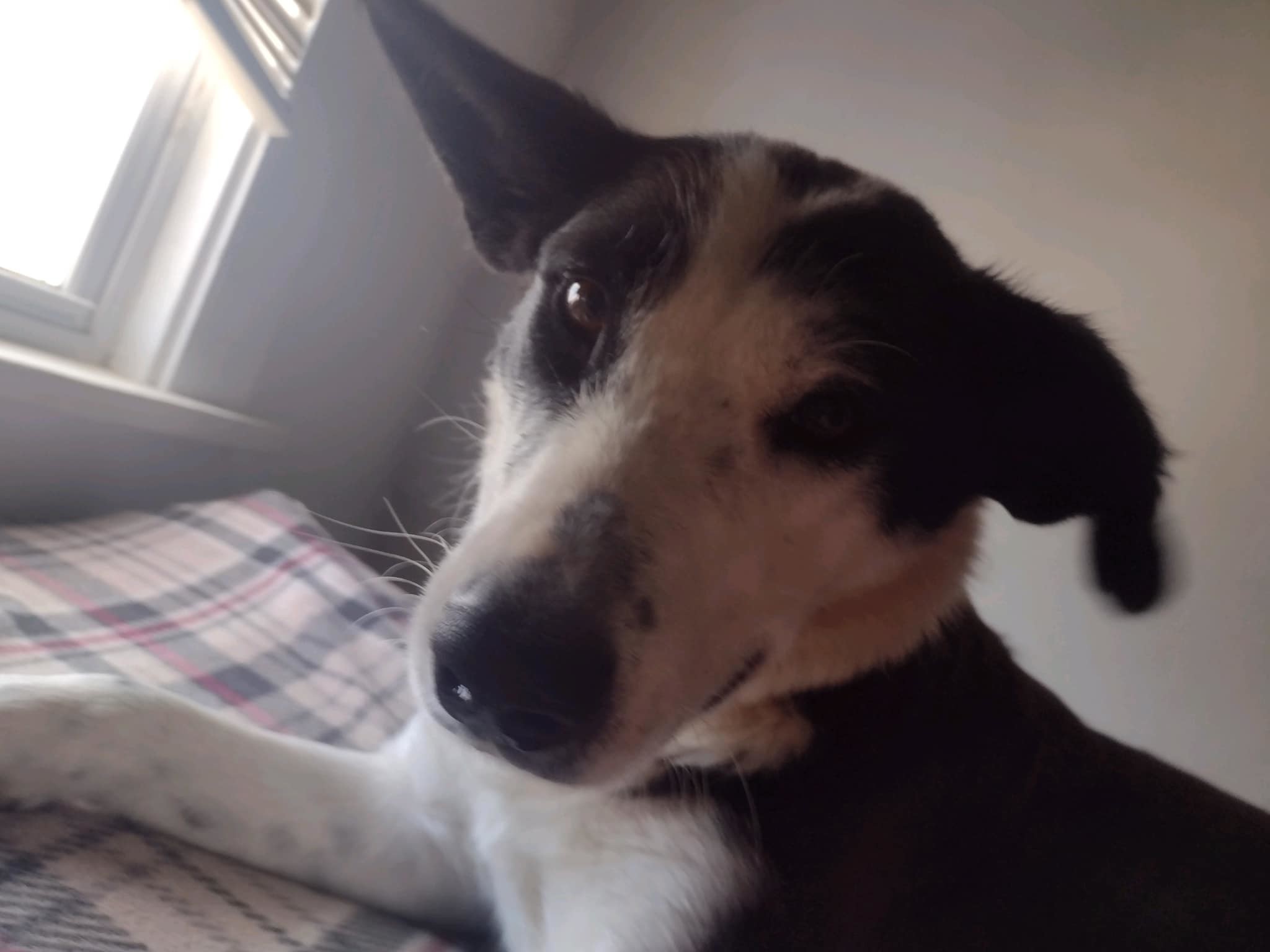 Frankie, an adoptable Cattle Dog in Hardin, MT, 59034 | Photo Image 1