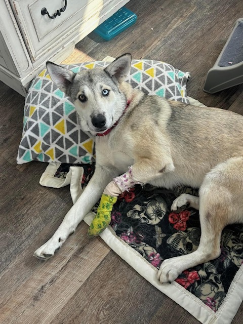 Diamond, an adoptable Husky in Hardin, MT, 59034 | Photo Image 1