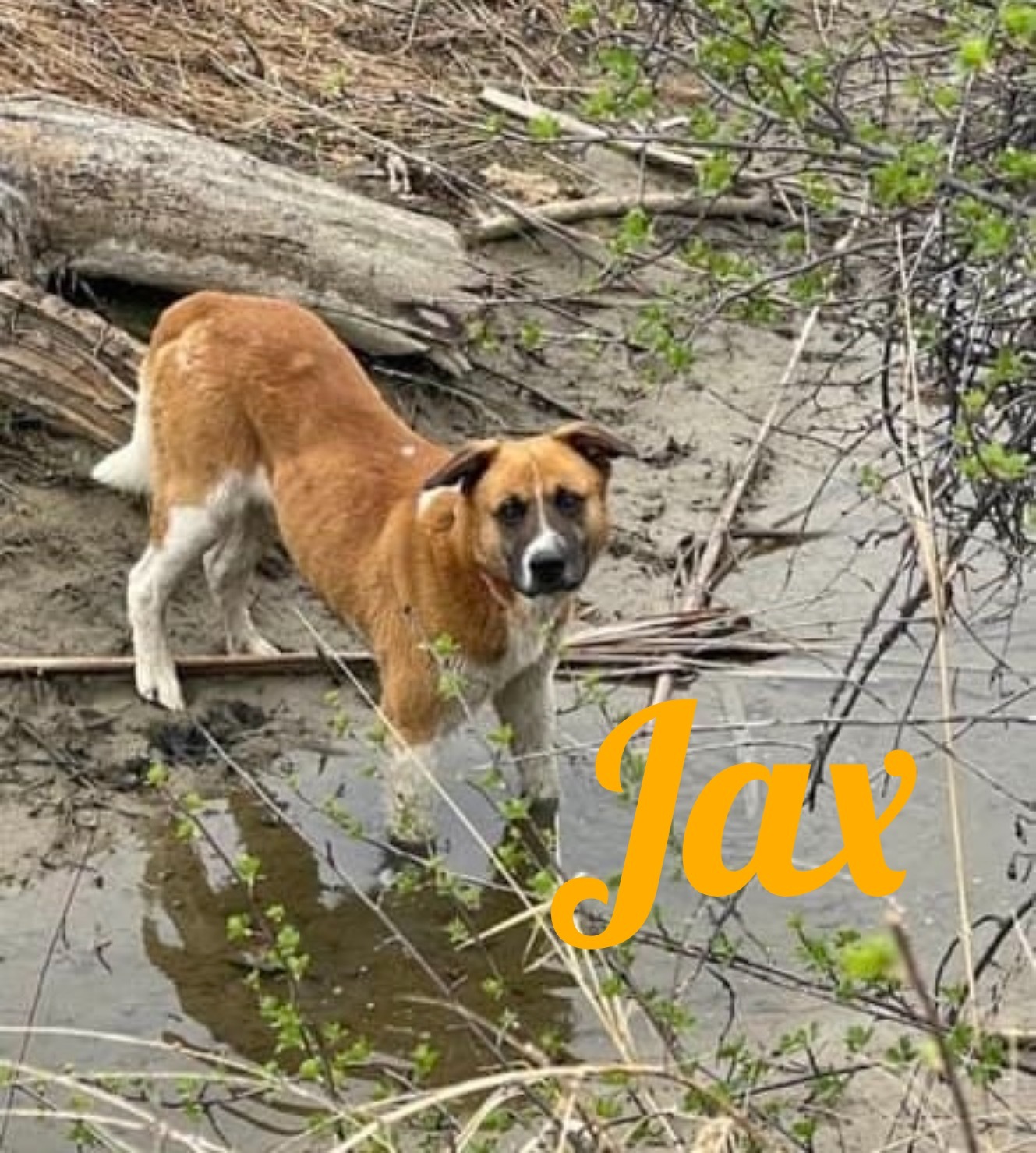 Jax, an adoptable Saint Bernard in Hardin, MT, 59034 | Photo Image 1