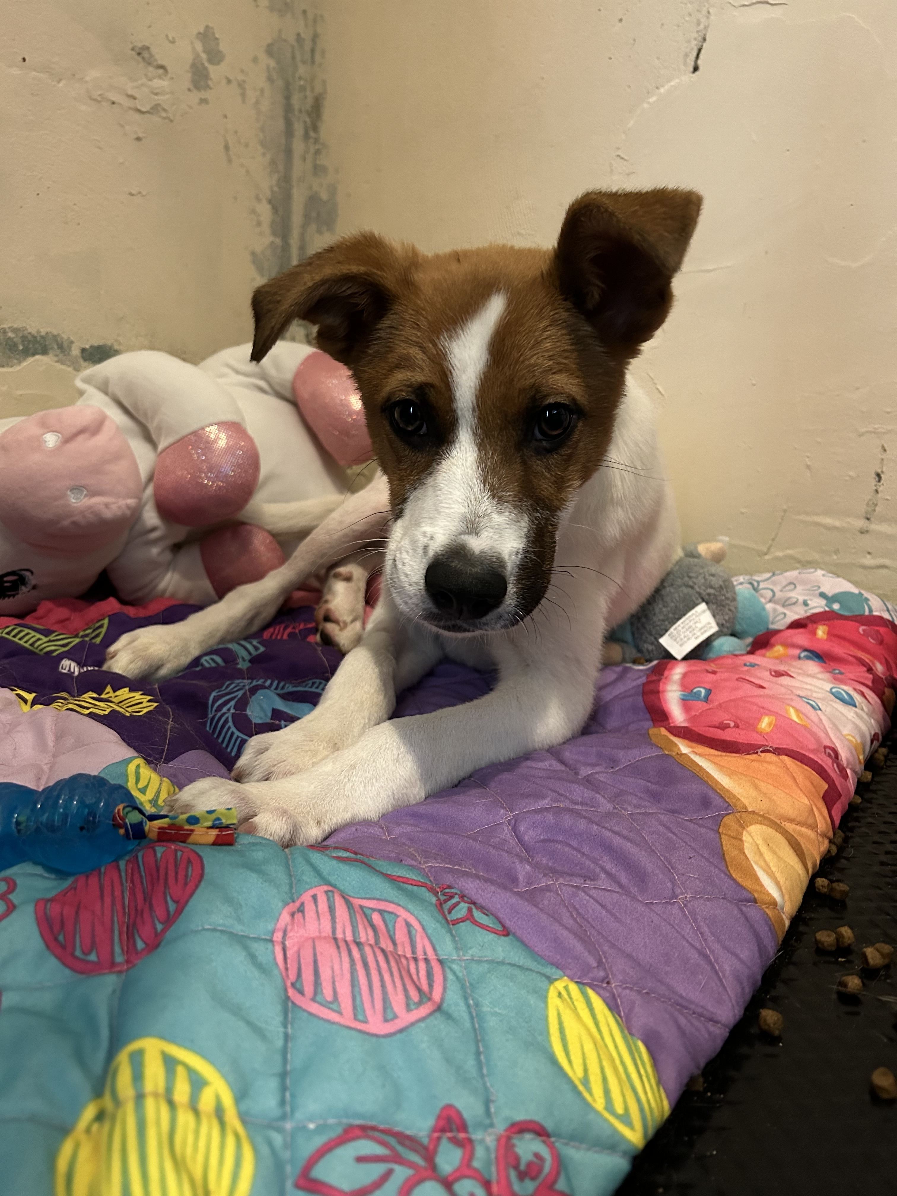 Malcolm, an adoptable Cattle Dog, Jack Russell Terrier in Hardin, MT, 59034 | Photo Image 2