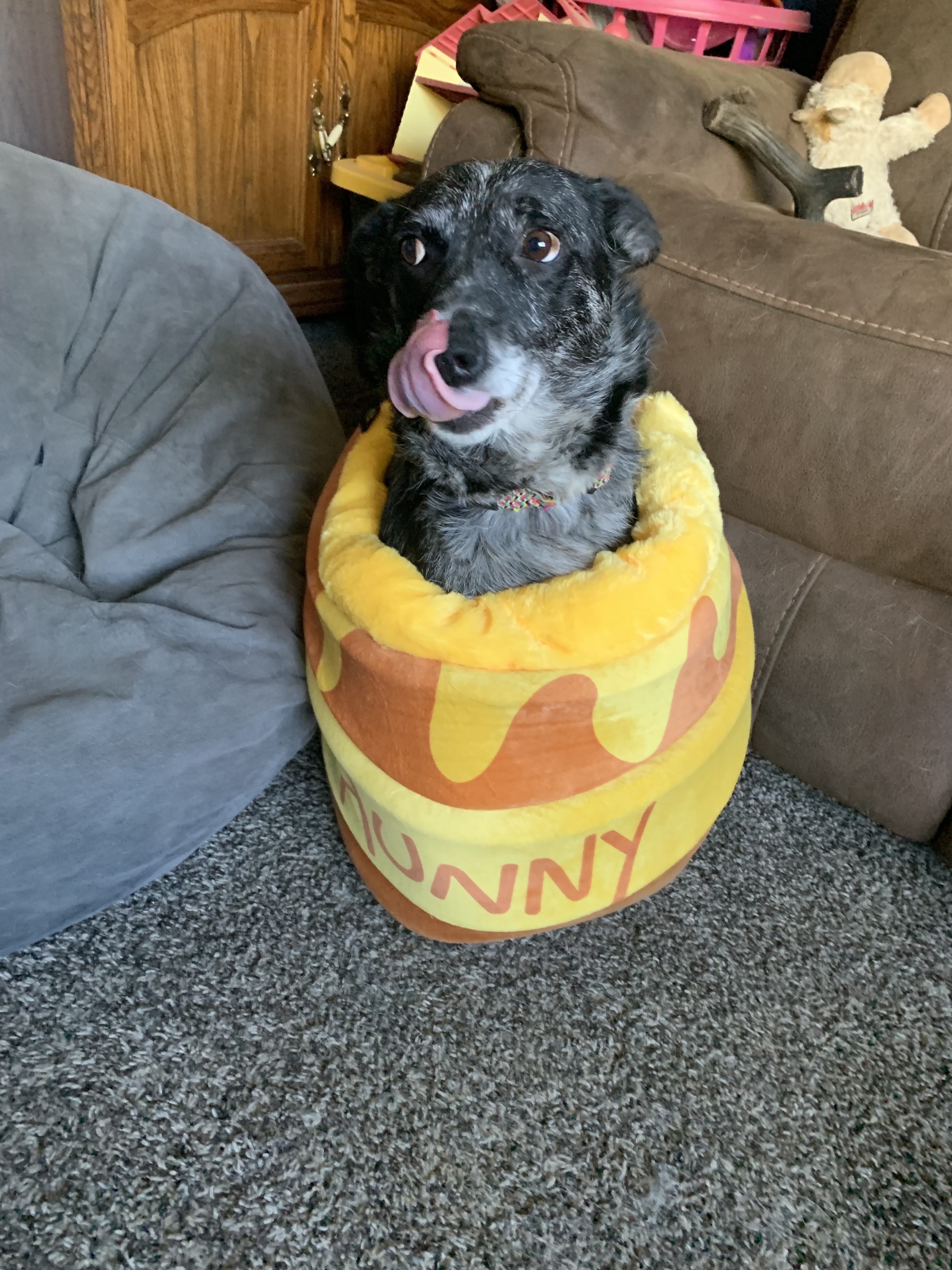 Skeeter (Sirius), an adoptable Cattle Dog in Billings, MT, 59102 | Photo Image 1