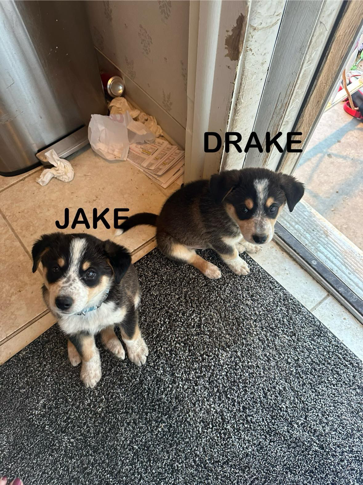 Jake, an adoptable Cattle Dog in Billings, MT, 59102 | Photo Image 1