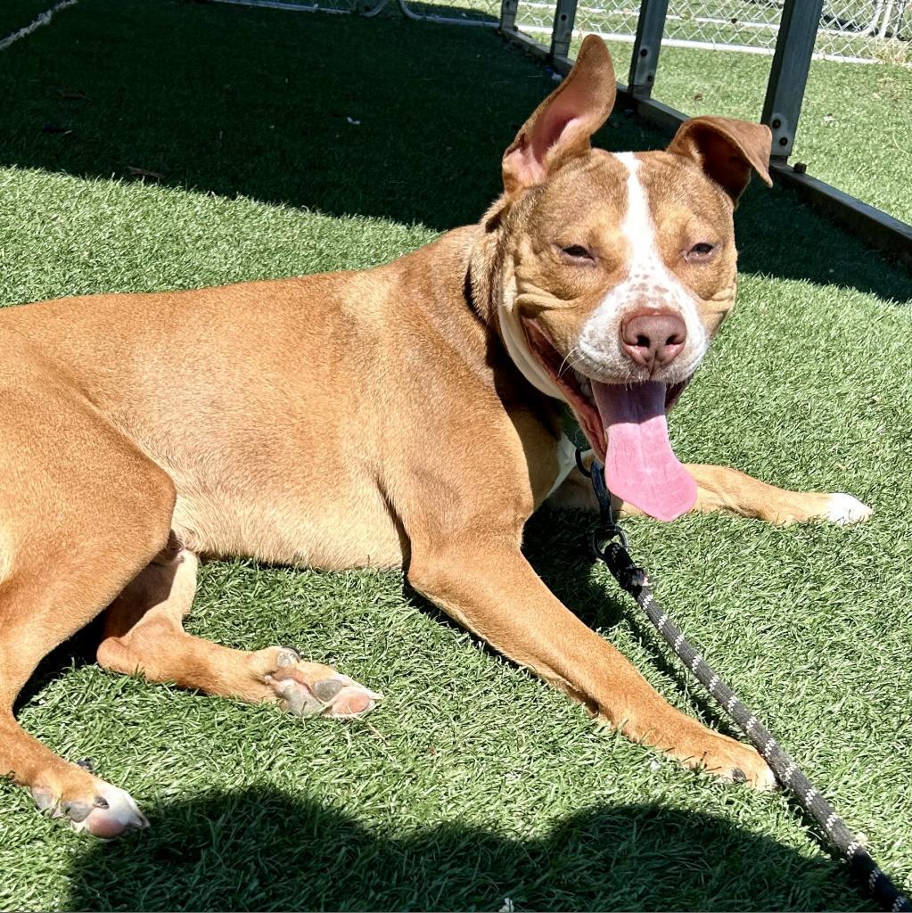 Groot, an adoptable Mixed Breed in Bennettsville, SC, 29512 | Photo Image 1
