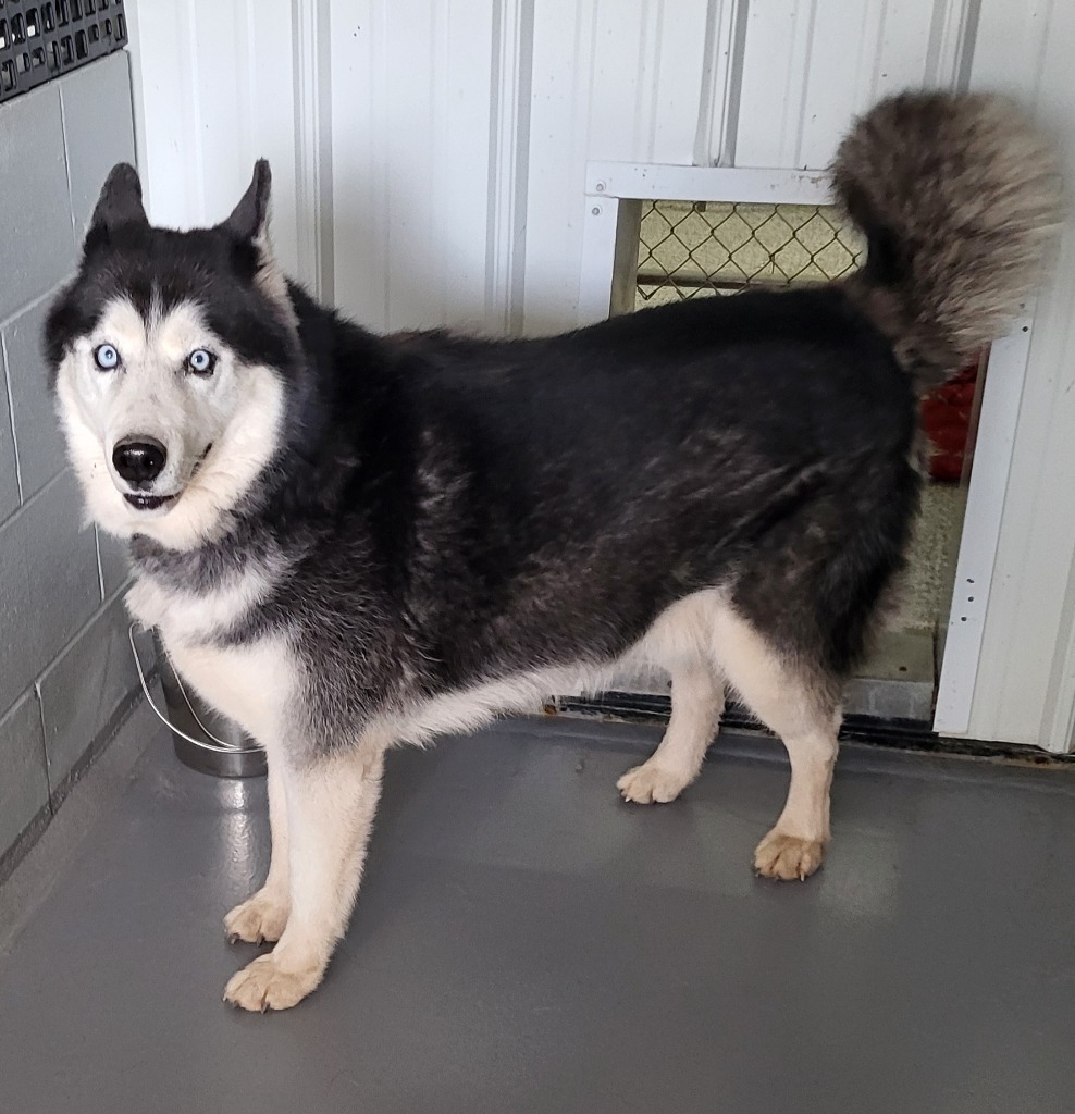 Zeek, an adoptable Husky in Medford, WI, 54451 | Photo Image 1