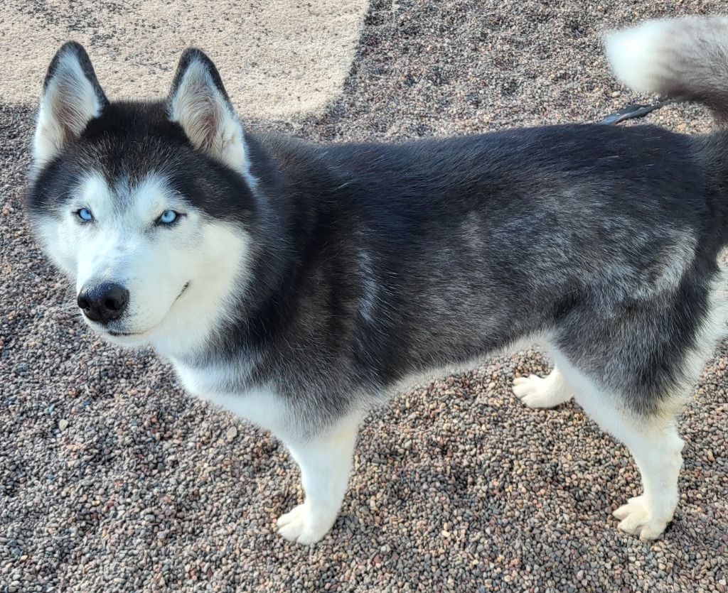 Zeek, an adoptable Husky in Medford, WI, 54451 | Photo Image 1