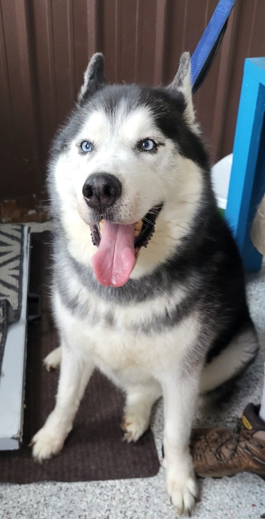 Zeek, an adoptable Husky in Medford, WI, 54451 | Photo Image 2