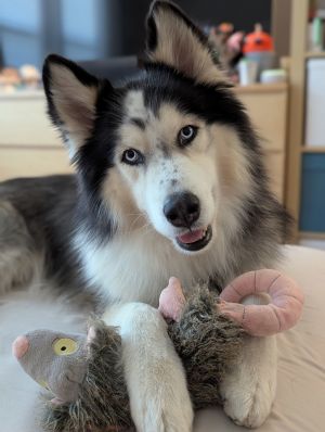 Pierce, Adult Male Siberian Husky