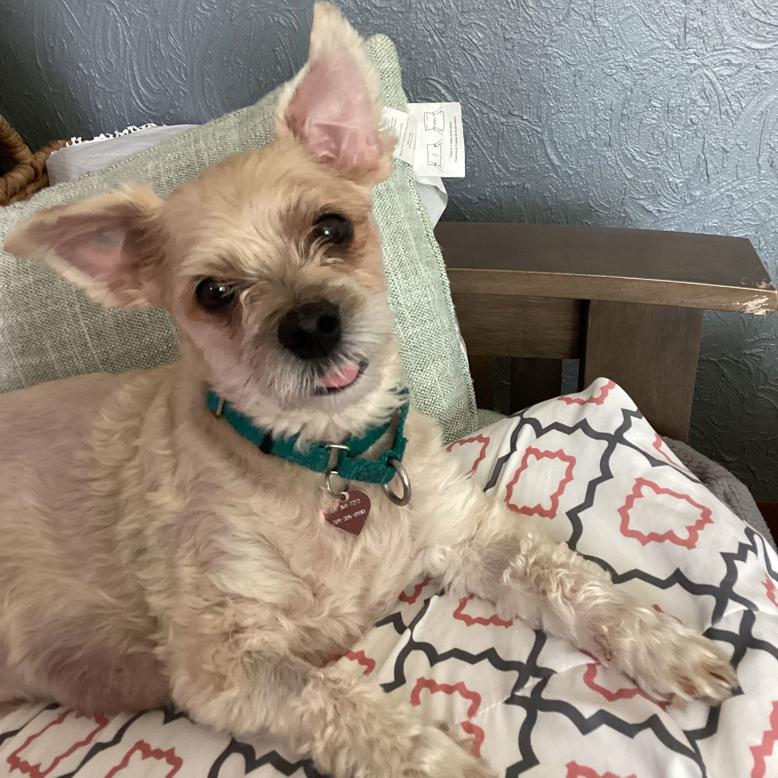 Just Ken, an adoptable Yorkshire Terrier, Maltese in Fargo, ND, 58103 | Photo Image 1