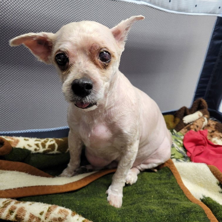 Just Ken, an adoptable Yorkshire Terrier, Maltese in Fargo, ND, 58103 | Photo Image 3