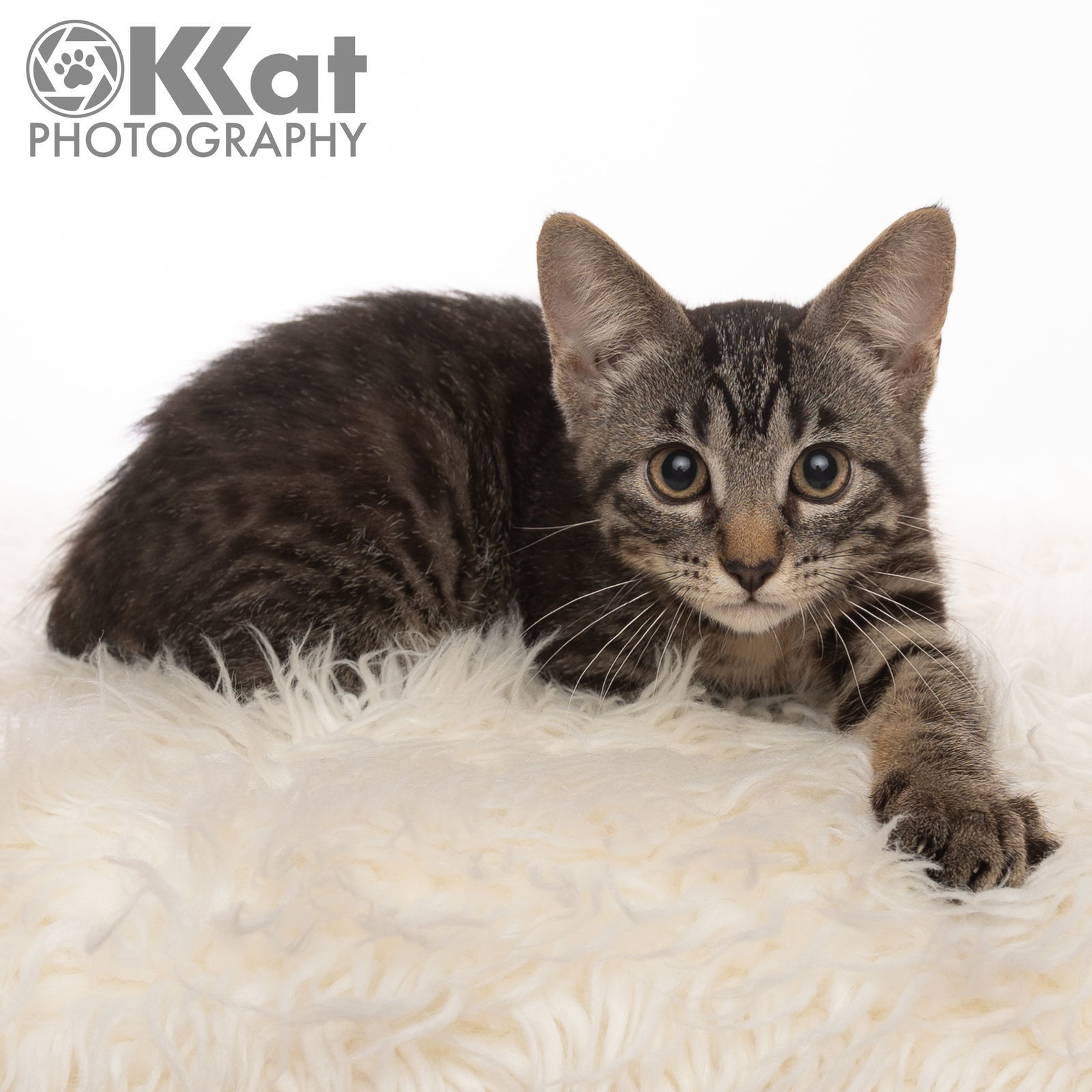 Otto, an adoptable Domestic Short Hair, Tabby in Crescent, OK, 73028 | Photo Image 1