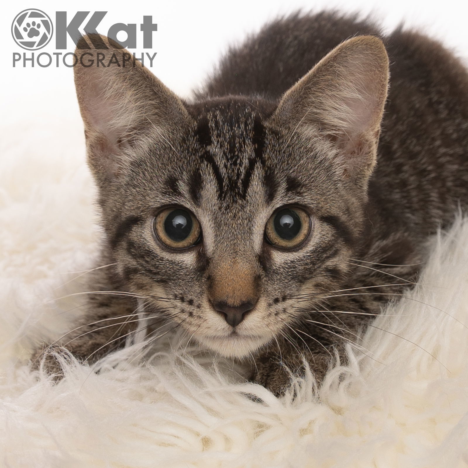 Otto, an adoptable Domestic Short Hair, Tabby in Crescent, OK, 73028 | Photo Image 2