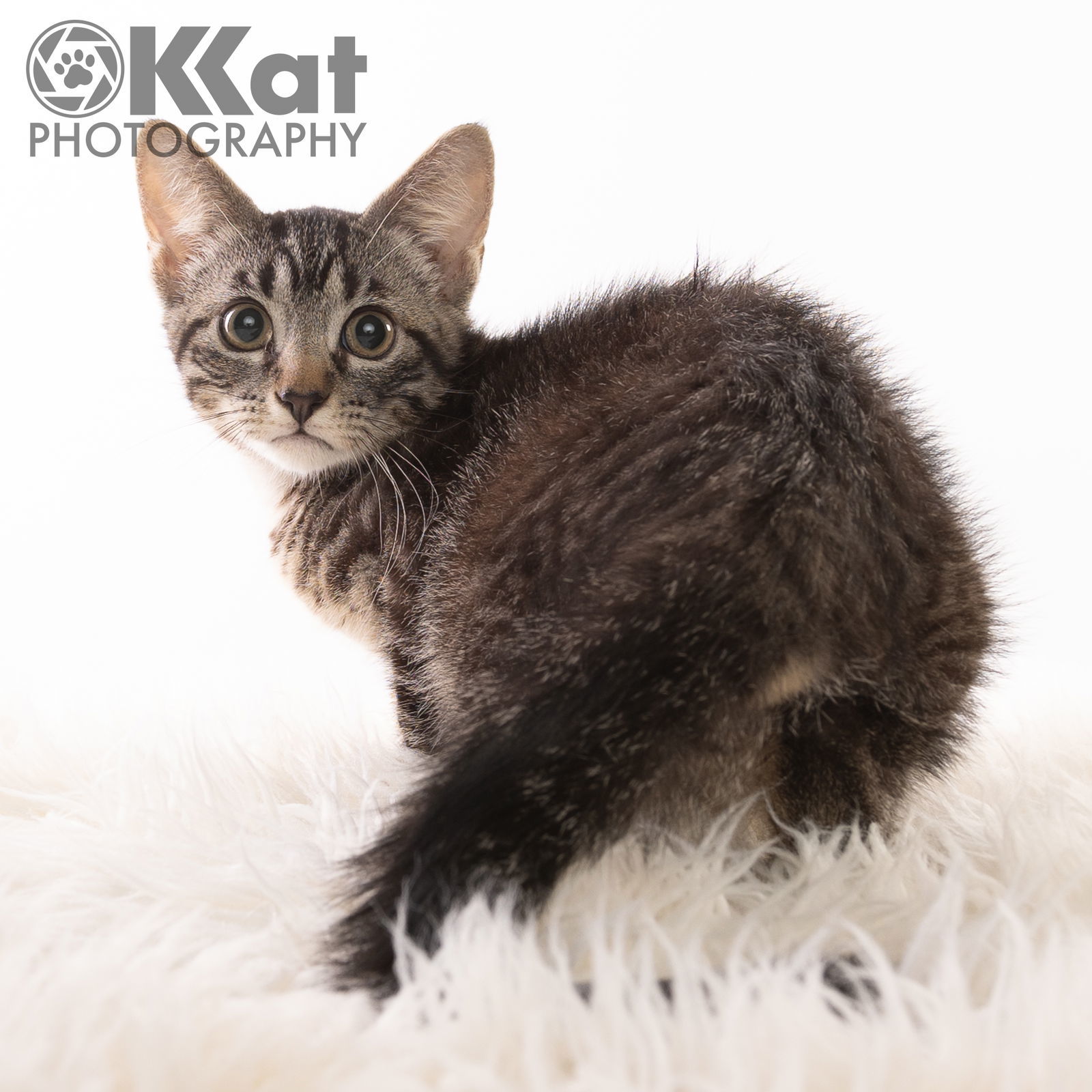 Otto, an adoptable Domestic Short Hair, Tabby in Crescent, OK, 73028 | Photo Image 3