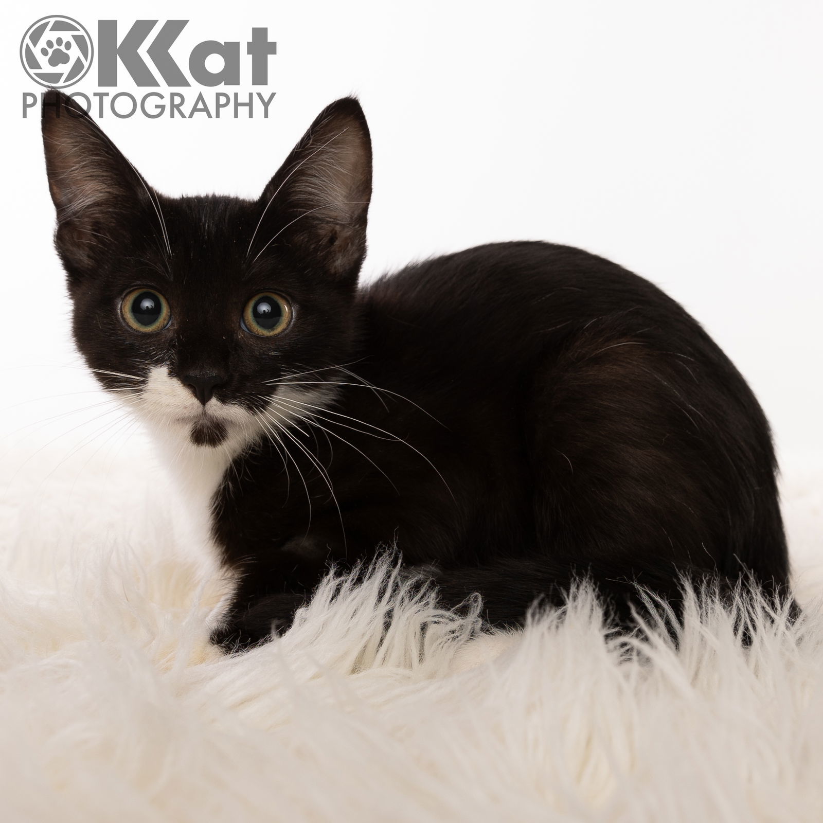 Amelia, an adoptable Domestic Short Hair, Tuxedo in Crescent, OK, 73028 | Photo Image 1