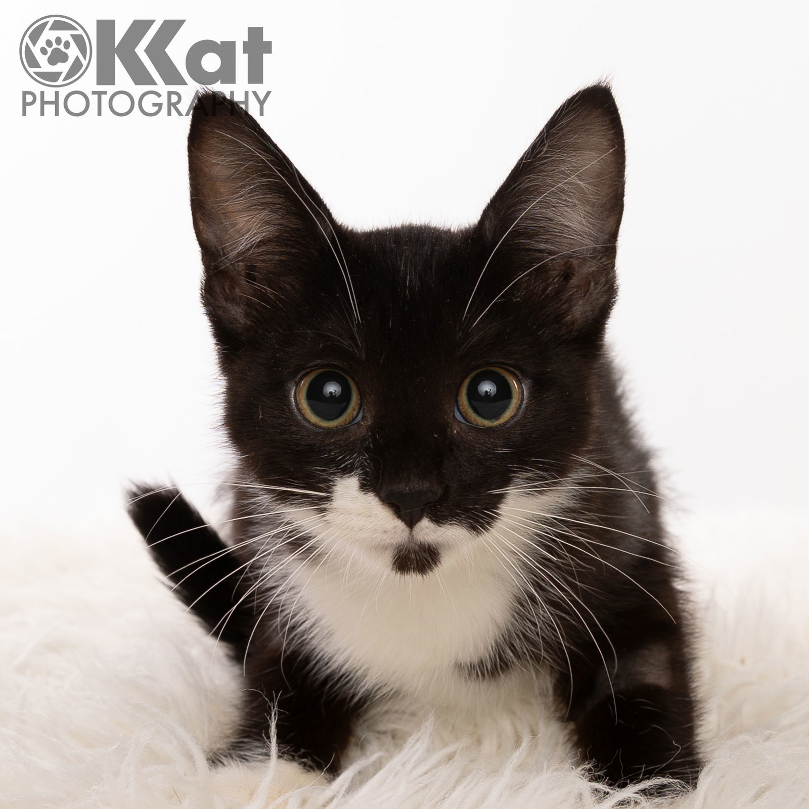 Amelia, an adoptable Domestic Short Hair, Tuxedo in Crescent, OK, 73028 | Photo Image 2