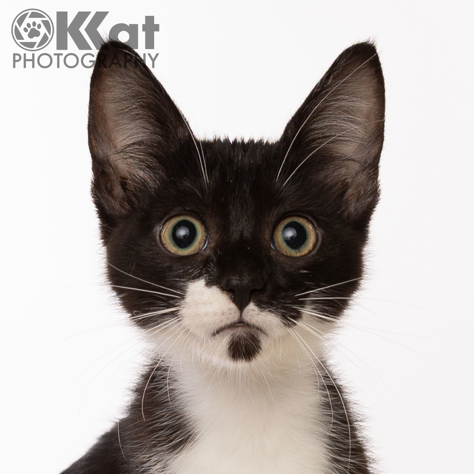 Amelia, an adoptable Domestic Short Hair, Tuxedo in Crescent, OK, 73028 | Photo Image 3