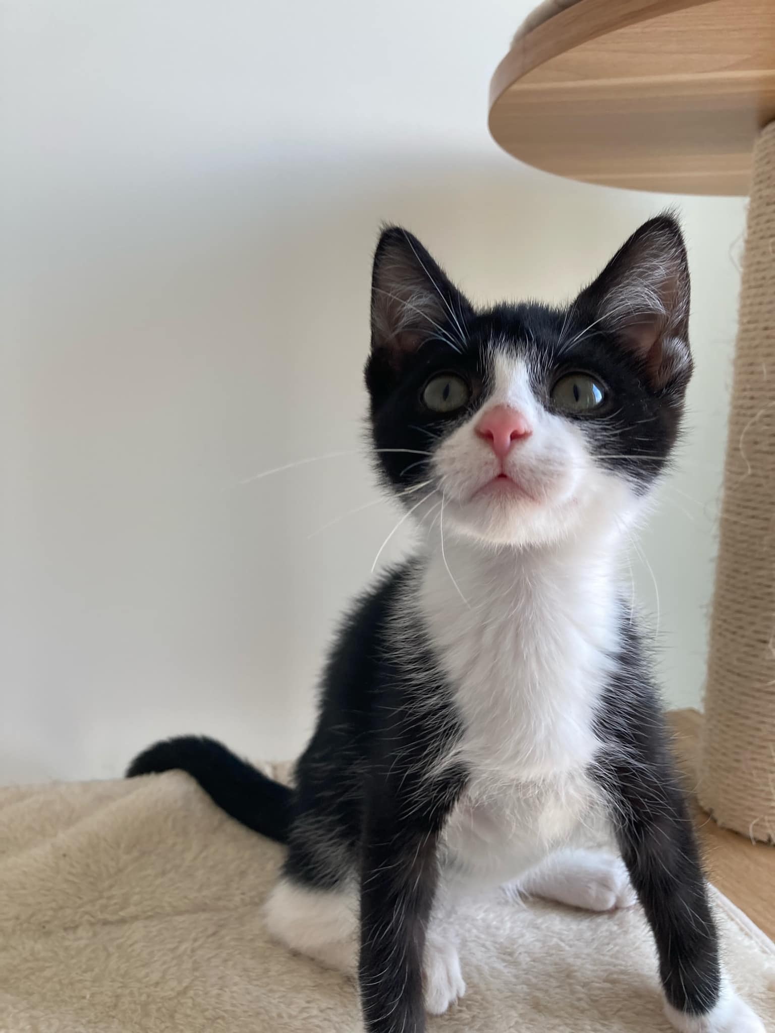 Peso, an adoptable Domestic Short Hair in Steinbach, MB, R5G 2B2 | Photo Image 1