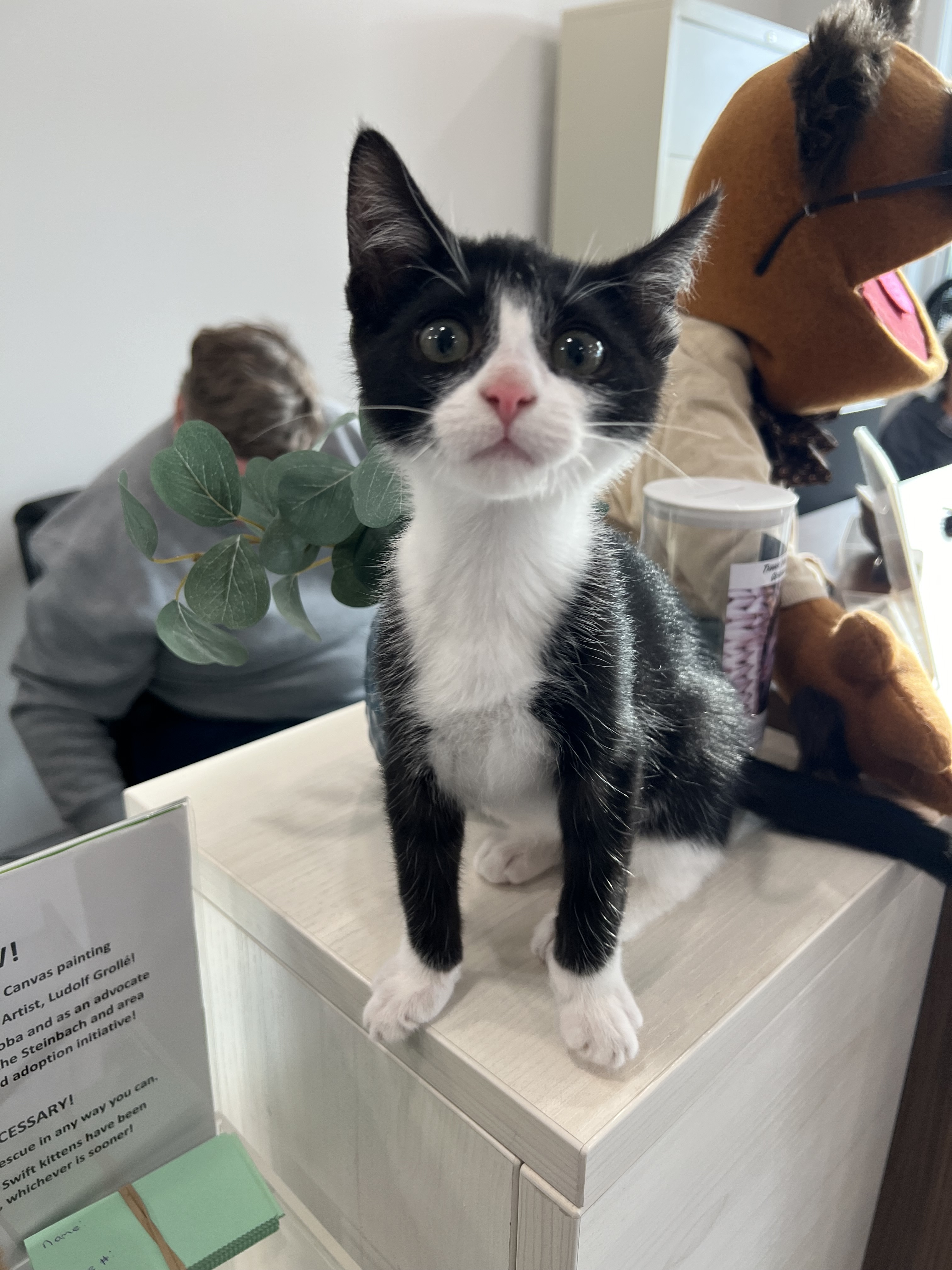 Peso, an adoptable Domestic Short Hair in Steinbach, MB, R5G 2B2 | Photo Image 3