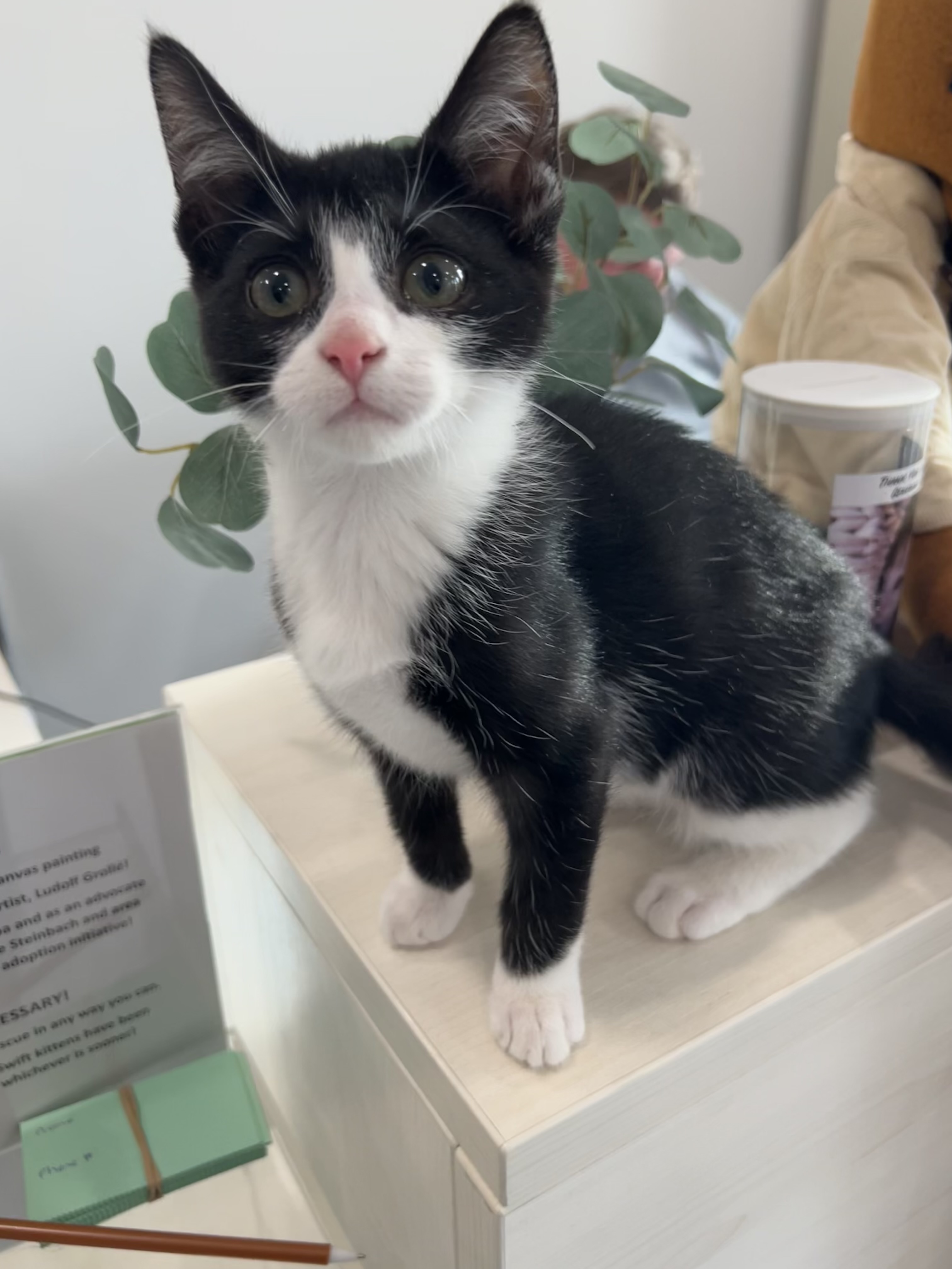 Peso, an adoptable Domestic Short Hair in Steinbach, MB, R5G 2B2 | Photo Image 4