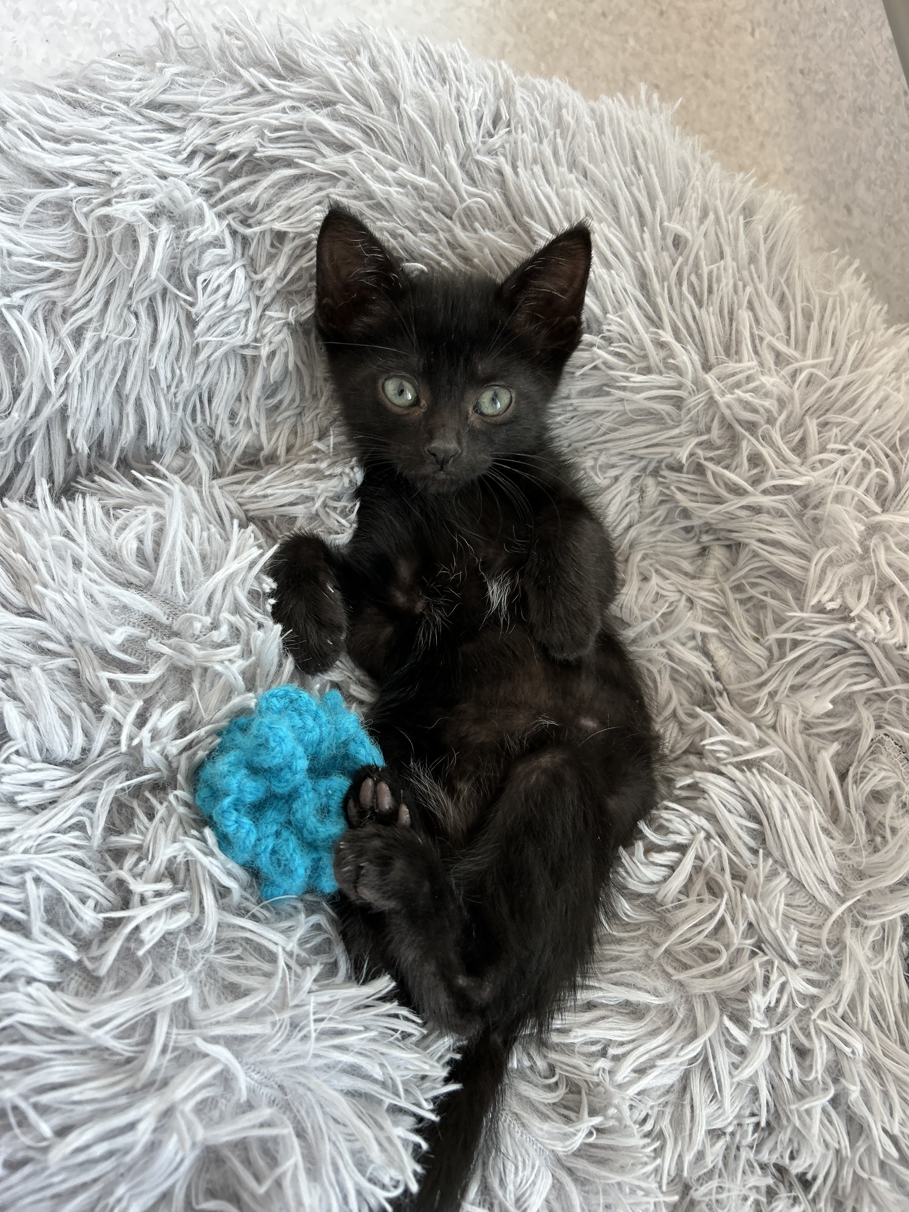 Rupee, an adoptable Domestic Short Hair in Steinbach, MB, R5G 2B2 | Photo Image 1