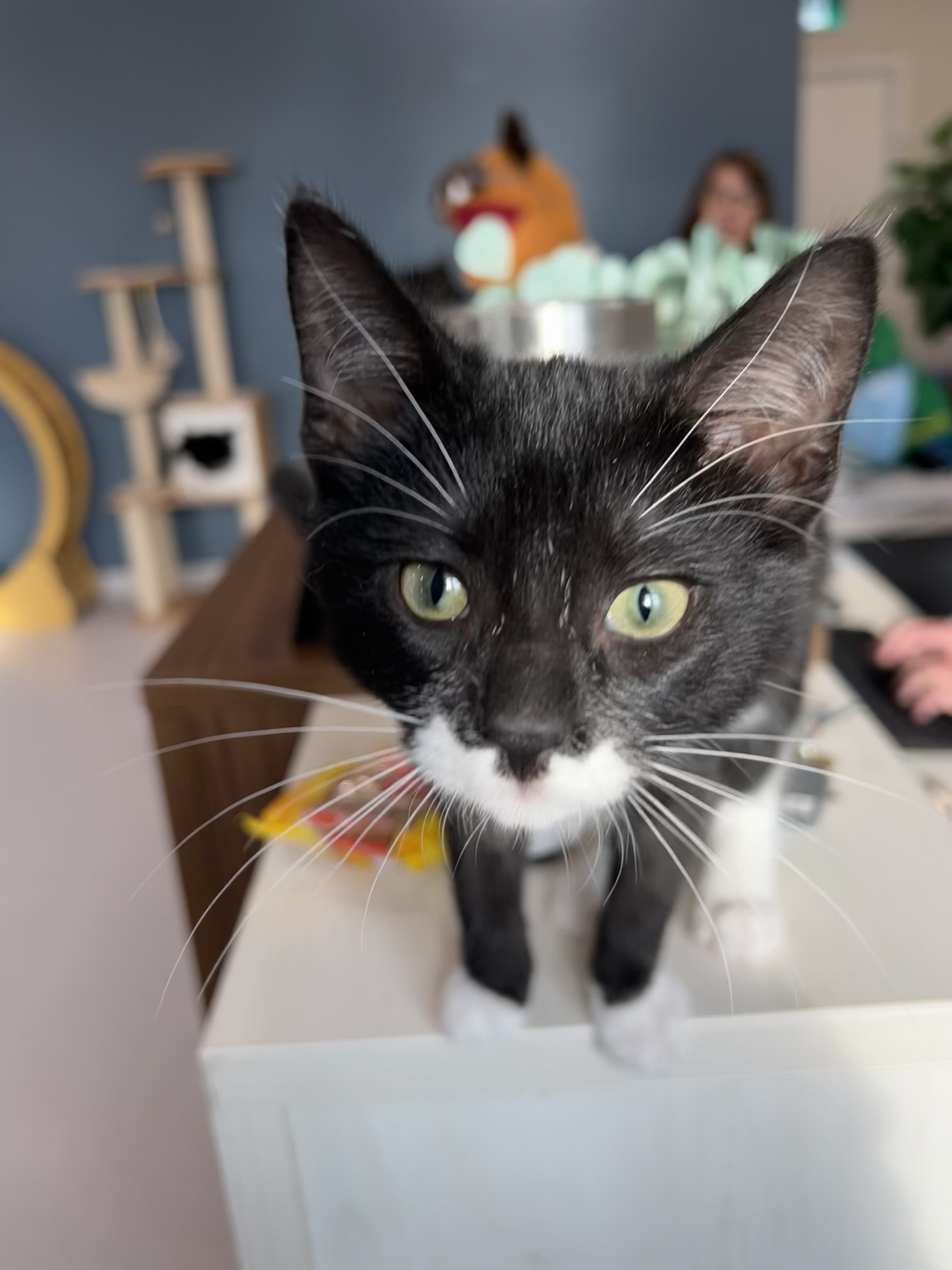 Krona, an adoptable Domestic Short Hair in Steinbach, MB, R5G 2B2 | Photo Image 6