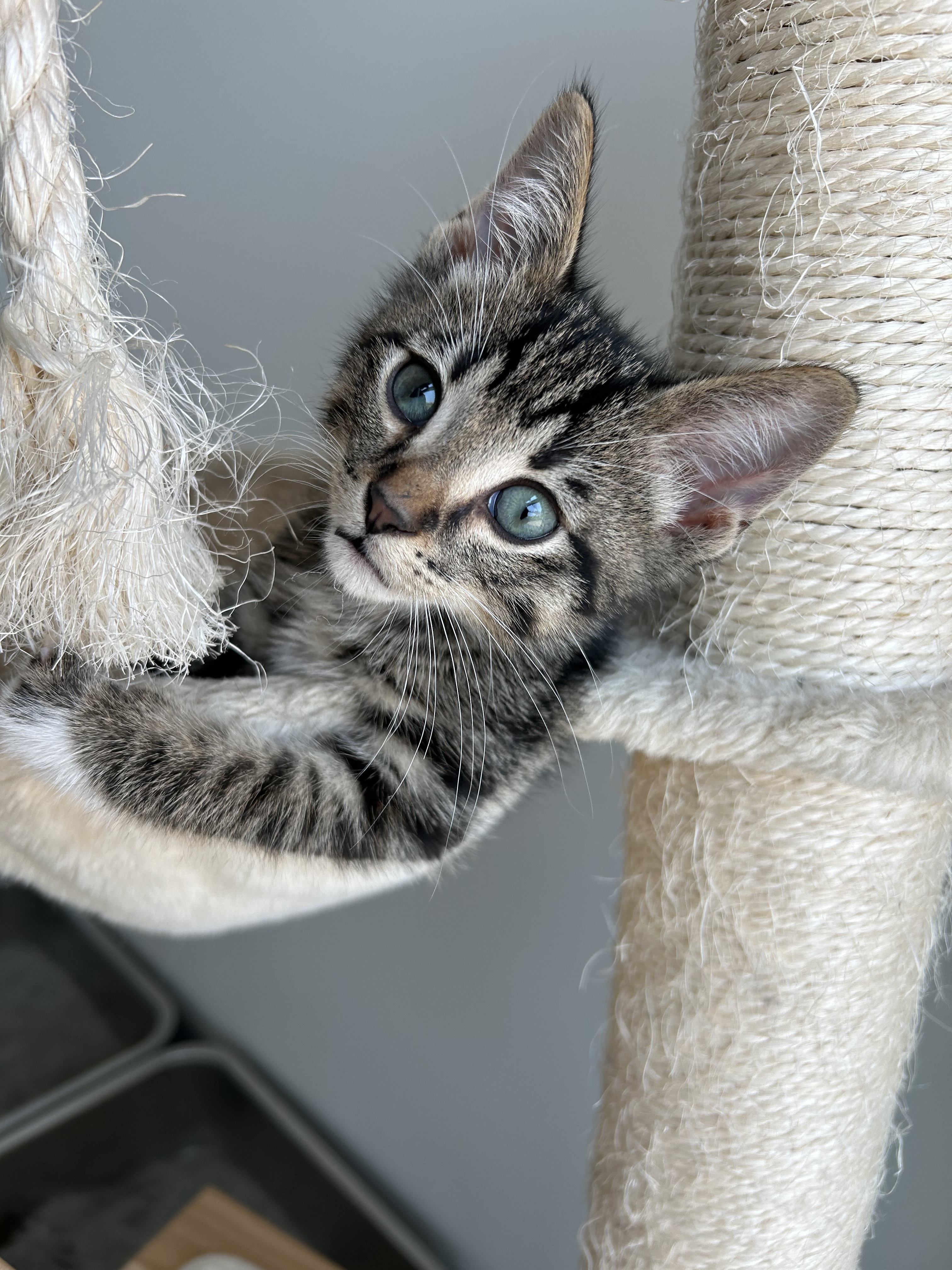 Bitcoin, an adoptable Domestic Short Hair in Steinbach, MB, R5G 2B2 | Photo Image 1