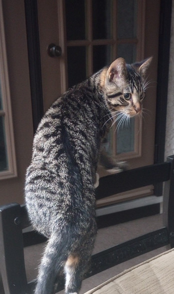 Bitcoin, an adoptable Domestic Short Hair in Steinbach, MB, R5G 2B2 | Photo Image 1