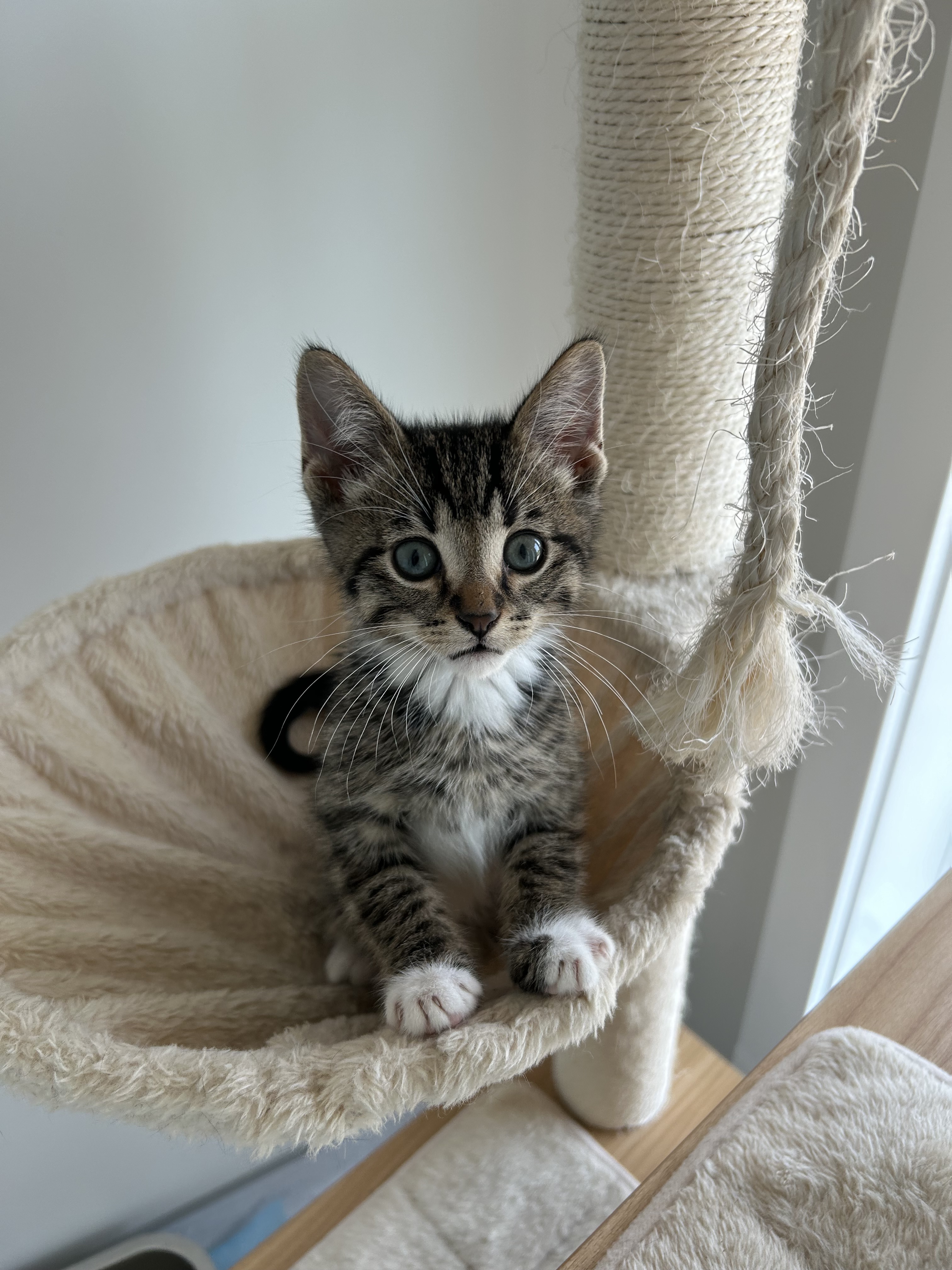 Bitcoin, an adoptable Domestic Short Hair in Steinbach, MB, R5G 2B2 | Photo Image 2