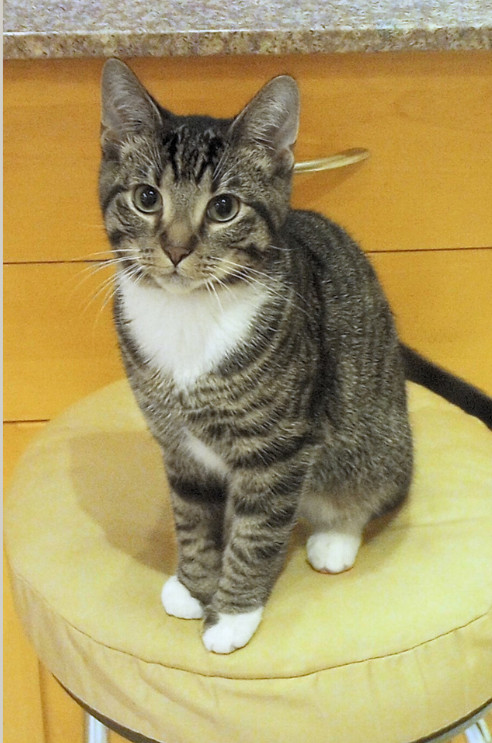 Bitcoin, an adoptable Domestic Short Hair in Steinbach, MB, R5G 2B2 | Photo Image 3