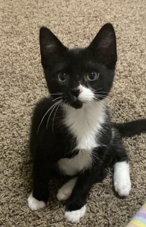 Lira, an adoptable Domestic Short Hair in Steinbach, MB, R5G 2B2 | Photo Image 1