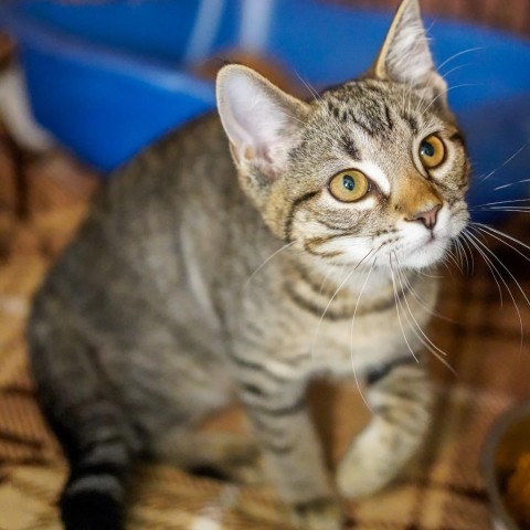 Eclipse, an adoptable Domestic Short Hair in Thomaston, ME, 04861 | Photo Image 1