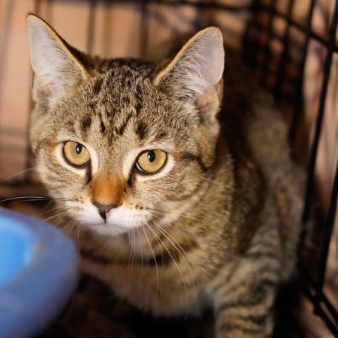 Eclipse, an adoptable Domestic Short Hair in Thomaston, ME, 04861 | Photo Image 2