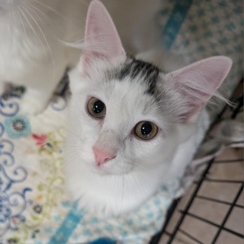 Cappy, an adoptable Domestic Medium Hair in Thomaston, ME, 04861 | Photo Image 1