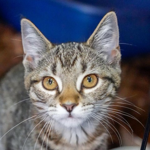 Sunday, an adoptable Domestic Short Hair in Thomaston, ME, 04861 | Photo Image 1