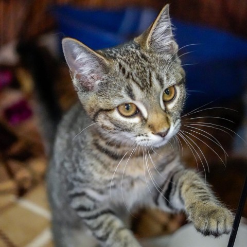 Sunday, an adoptable Domestic Short Hair in Thomaston, ME, 04861 | Photo Image 2