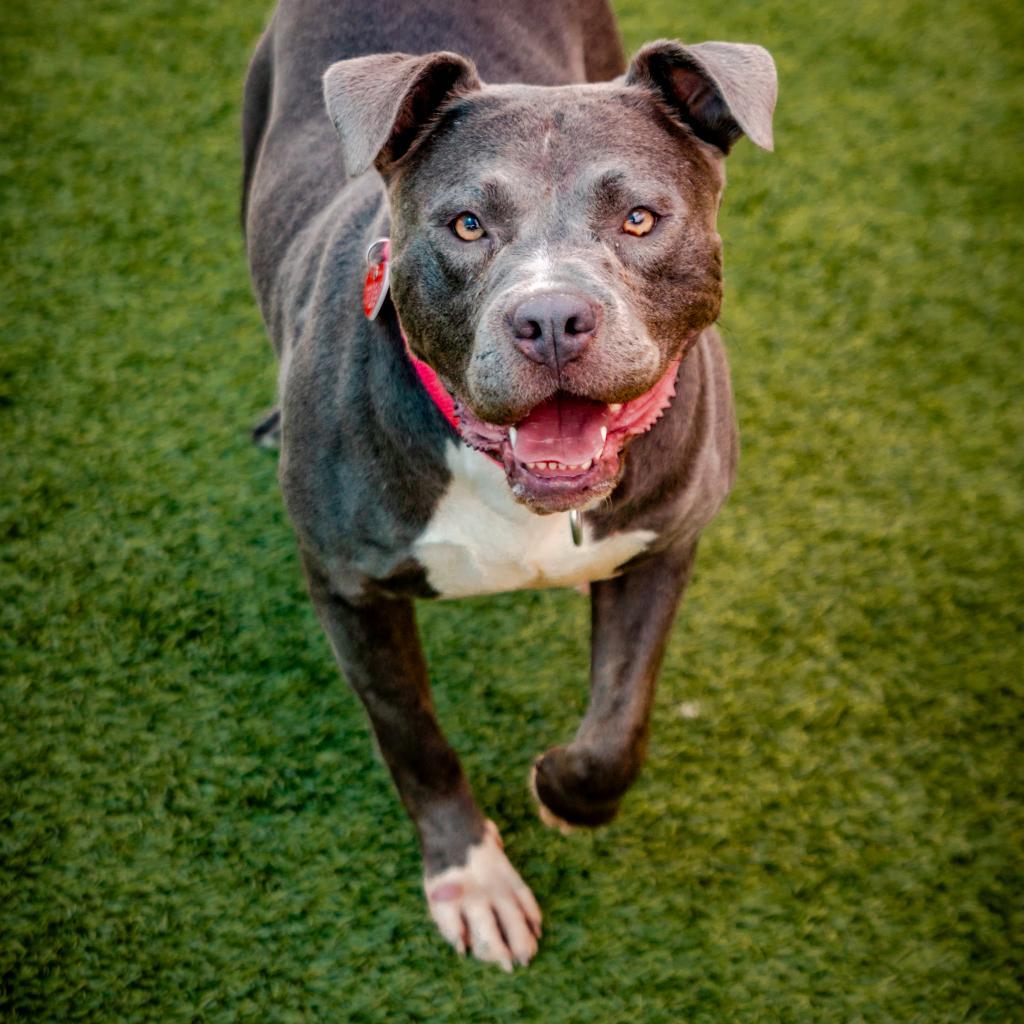 Bonnie-A2141785