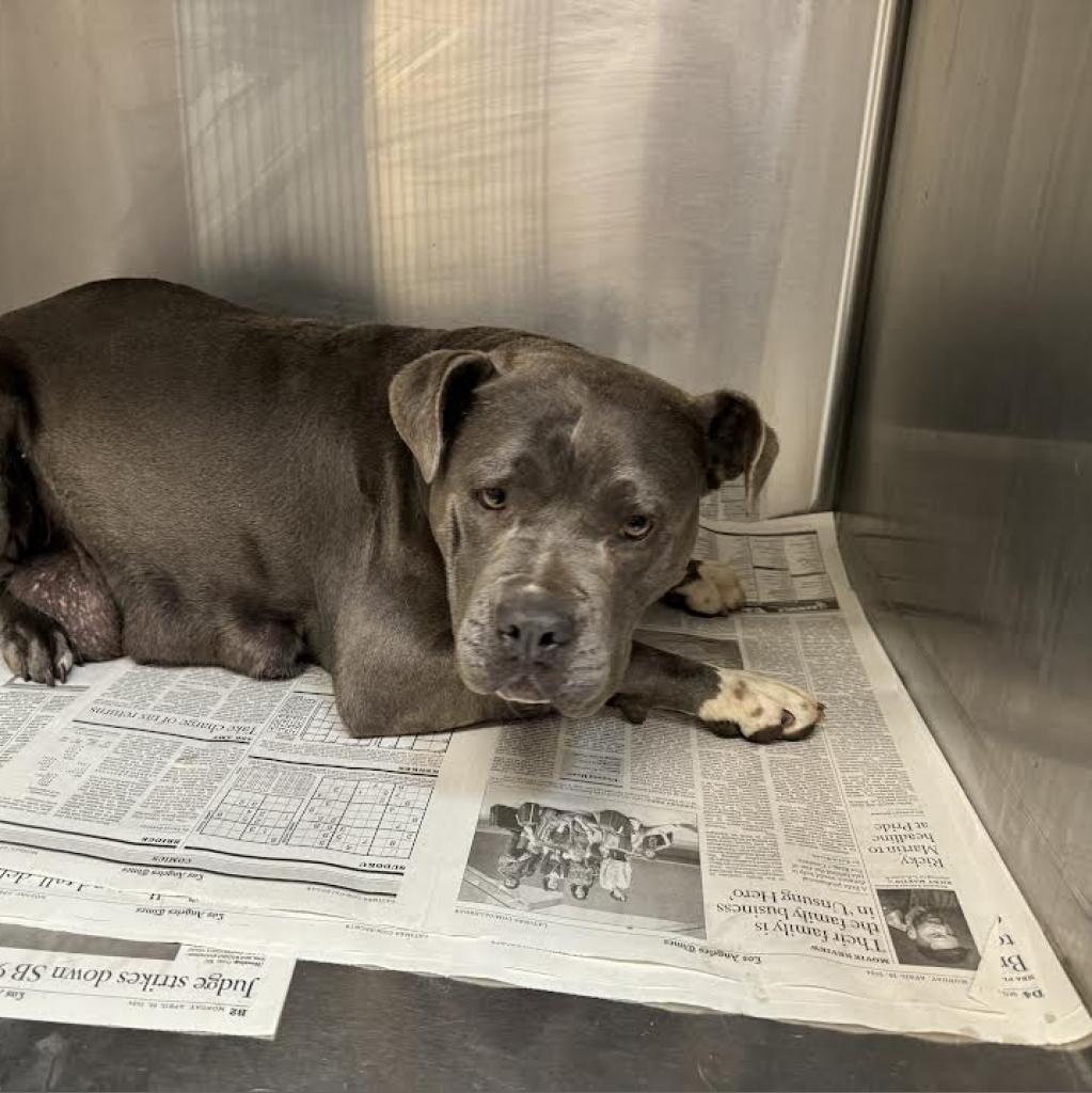 Bonnie-A2141785