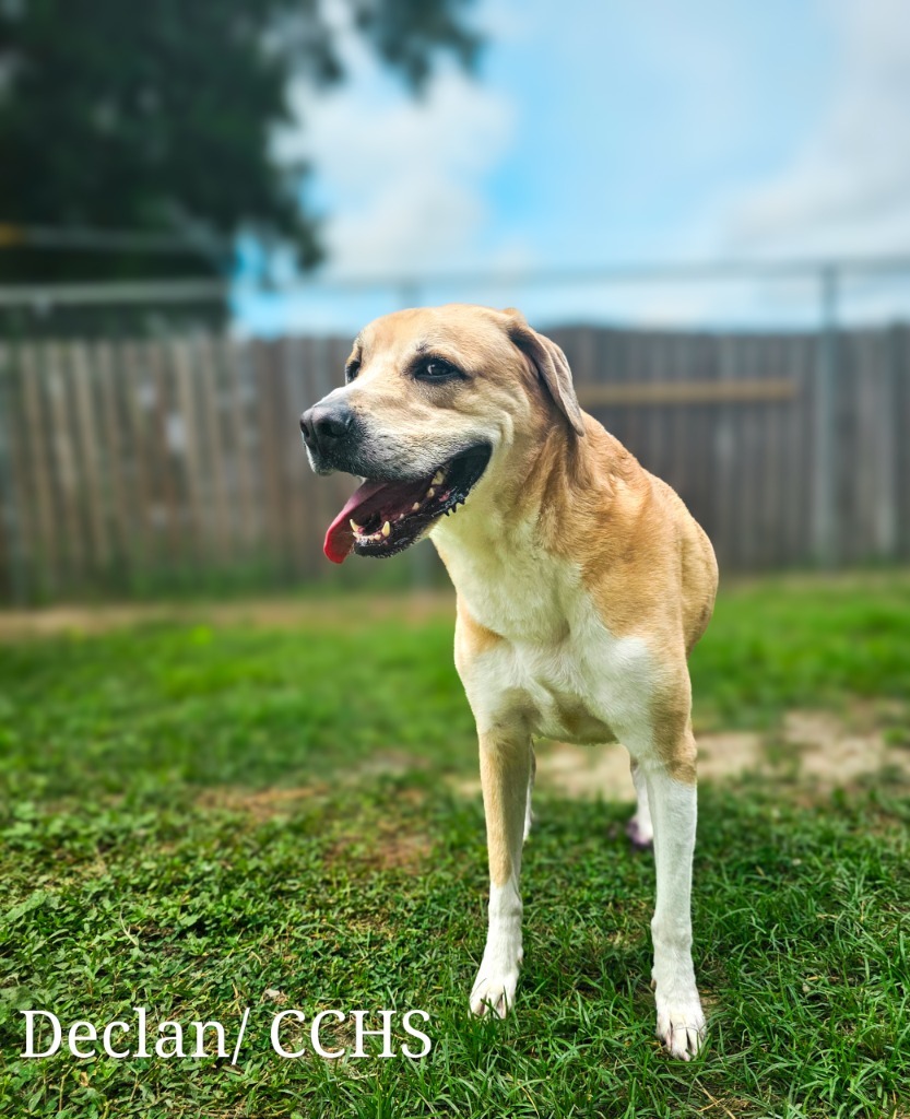 Declan, an adoptable Labrador Retriever in New Bern, NC, 28563 | Photo Image 1