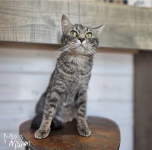 Lady Whistledown Domestic Short Hair Cat