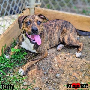 Taffy the female mixed breed Age Around 1 year Weight 40 lbs Why Im a 1010 Its really all 