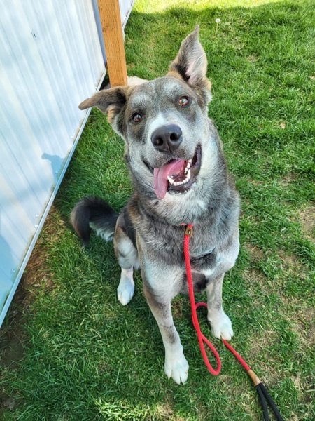 Benny 42118, an adoptable Labrador Retriever in Pocatello, ID, 83205 | Photo Image 1