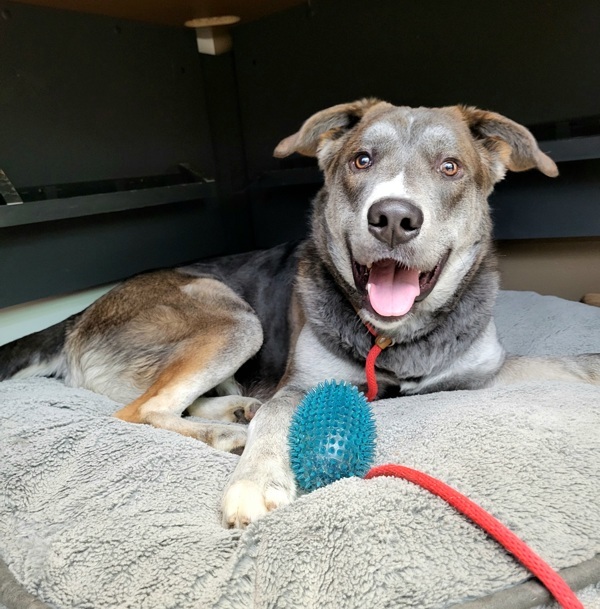 Benny 42118, an adoptable Labrador Retriever in Pocatello, ID, 83205 | Photo Image 2