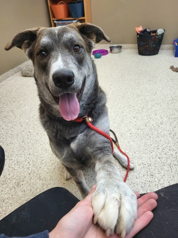 Benny 42118, an adoptable Labrador Retriever in Pocatello, ID, 83205 | Photo Image 3