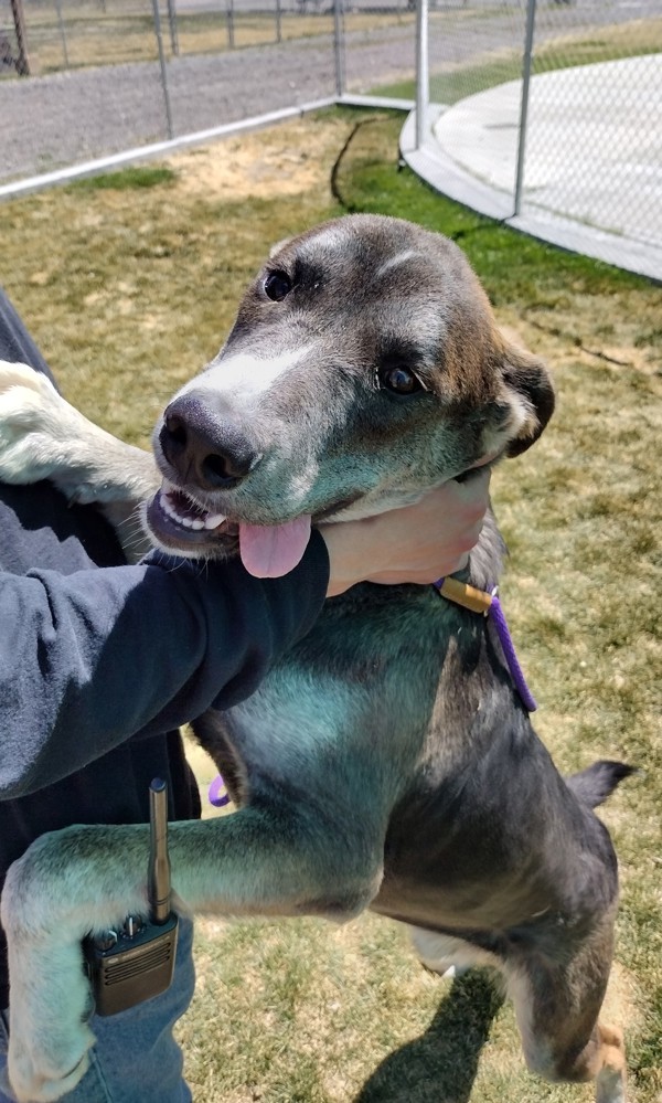 Benny 42118, an adoptable Labrador Retriever in Pocatello, ID, 83205 | Photo Image 4