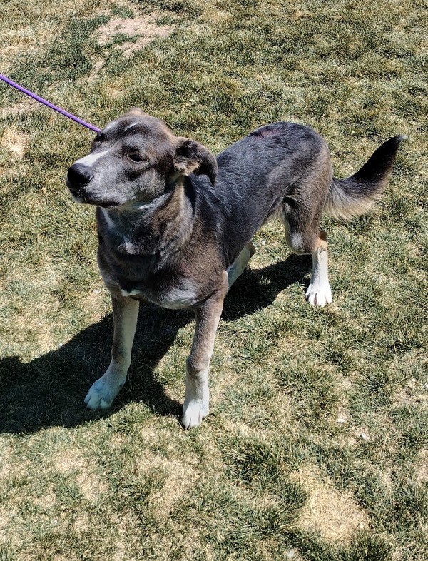 Benny 42118, an adoptable Labrador Retriever in Pocatello, ID, 83205 | Photo Image 5