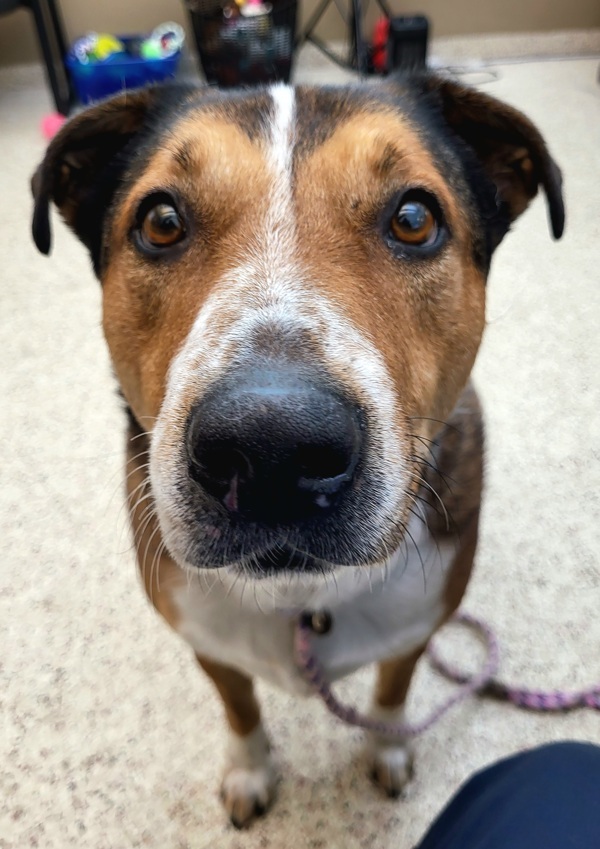 Mater 25061, an adoptable Bull Terrier in Pocatello, ID, 83205 | Photo Image 1