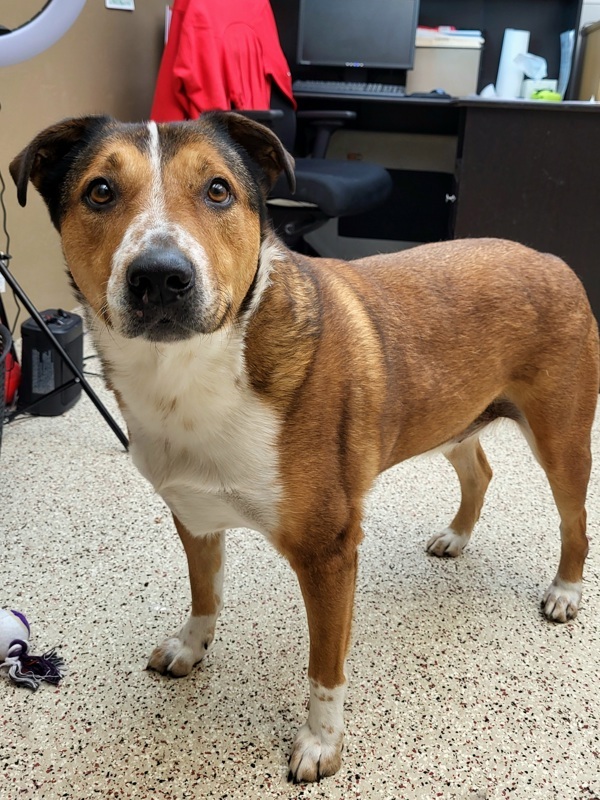 Mater 25061, an adoptable Bull Terrier in Pocatello, ID, 83205 | Photo Image 2